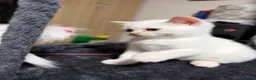 Scottish Fold cats for sale: Fold & Straight Kittens Looking for Loving Homes - Advert 15