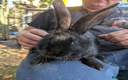 Continental Giant rabbits for sale: Beautiful continental giants  - Image 3