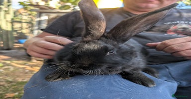Continental Giant rabbits - Advert 6