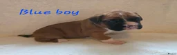 Boxer dogs for sale: Beautiful chunky boxer puppies in Bury Saint Edmunds - Advert 8