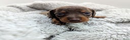 Miniature Dachshund dogs for sale: Beautiful Miniature Dachshund *one little girl* - Advert 18