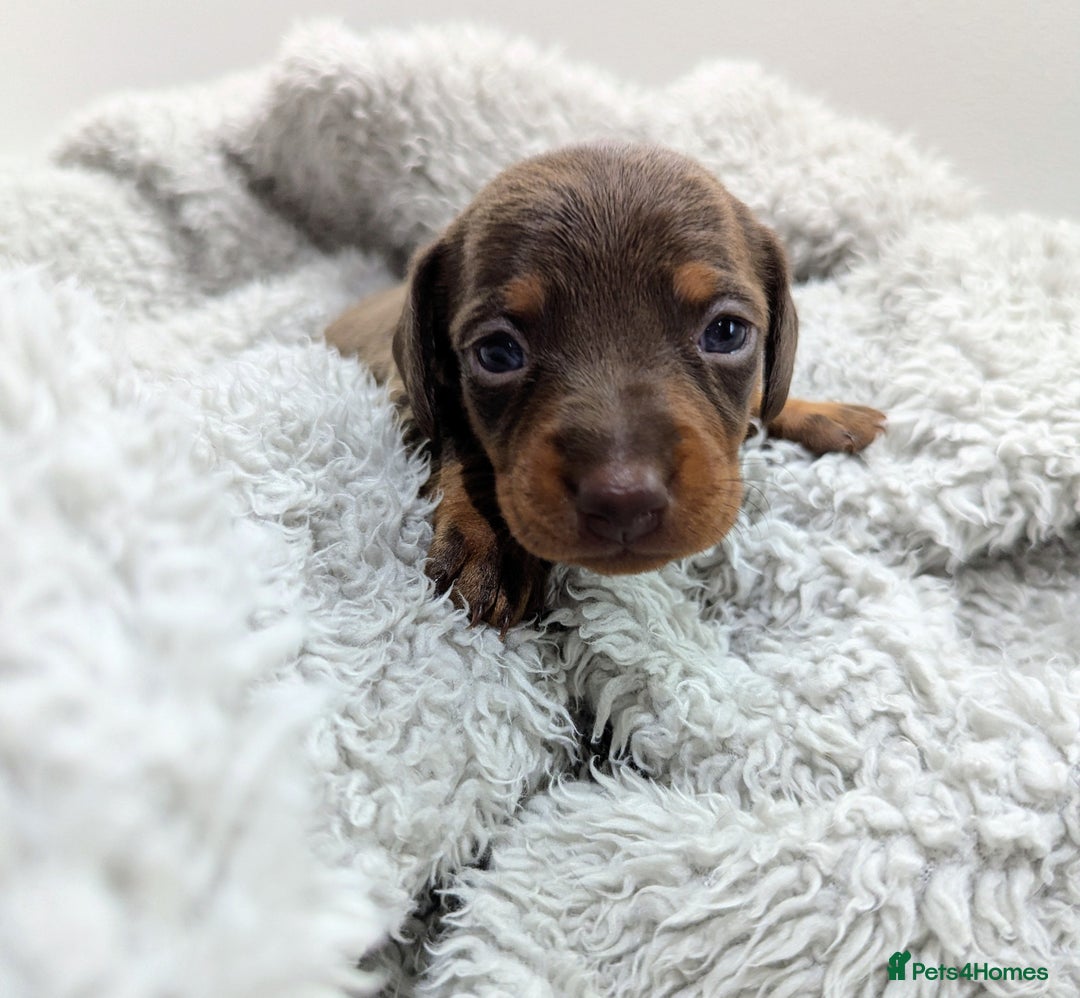 Miniature Dachshund dogs for sale: Beautiful Miniature Dachshund *one little girl* - Advert 18