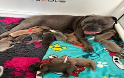 Olde English Bulldogge dogs for sale: Olde English Bulldogges pups - Image 12