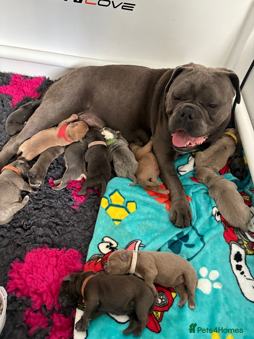 Olde English Bulldogge dogs for sale: Olde English Bulldogges pups - Image 12