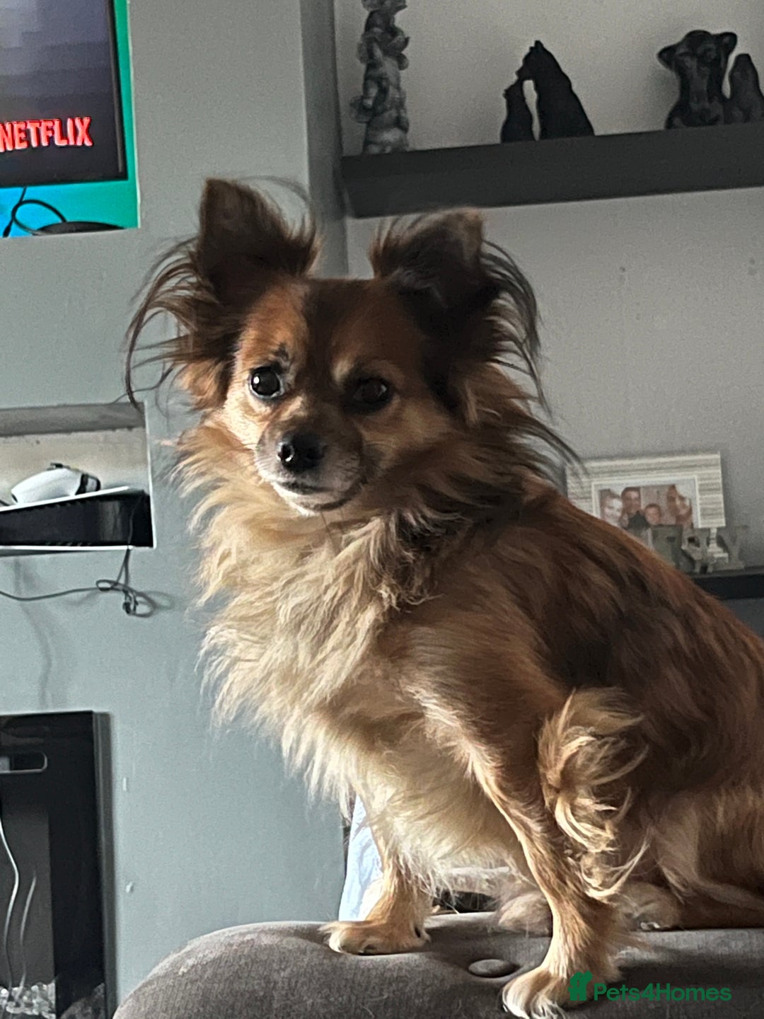 Chorkie dogs for sale: Teddy.  - Advert 3