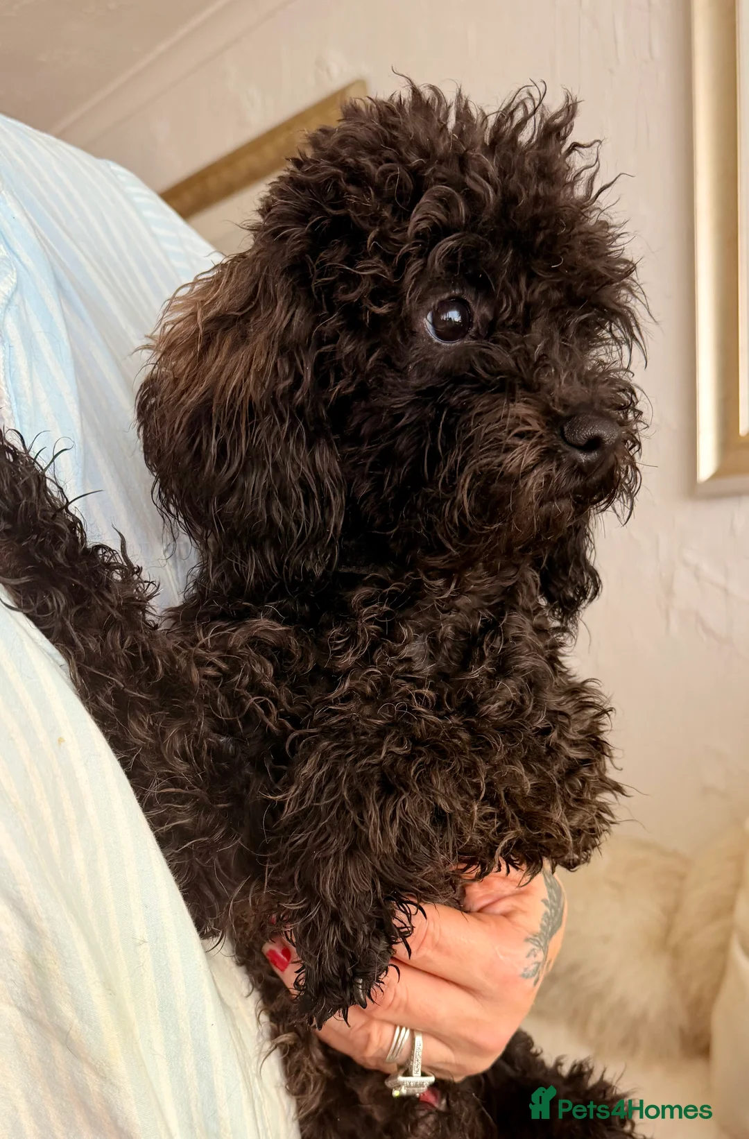 Toy Poodle dogs for sale: 🐾🐩⭐️ASIAN TOY POODLE⭐️ 🐩🐾 - Advert 5