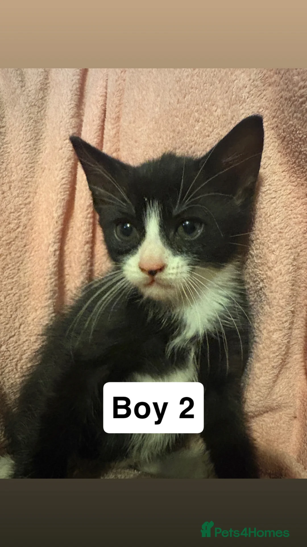 Mixed Breed cats for sale: 4 tuxedo kittens looking for a home  in Durham - Advert 8