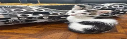 Mixed Breed cats for sale: Lovely male kittens - Advert 5