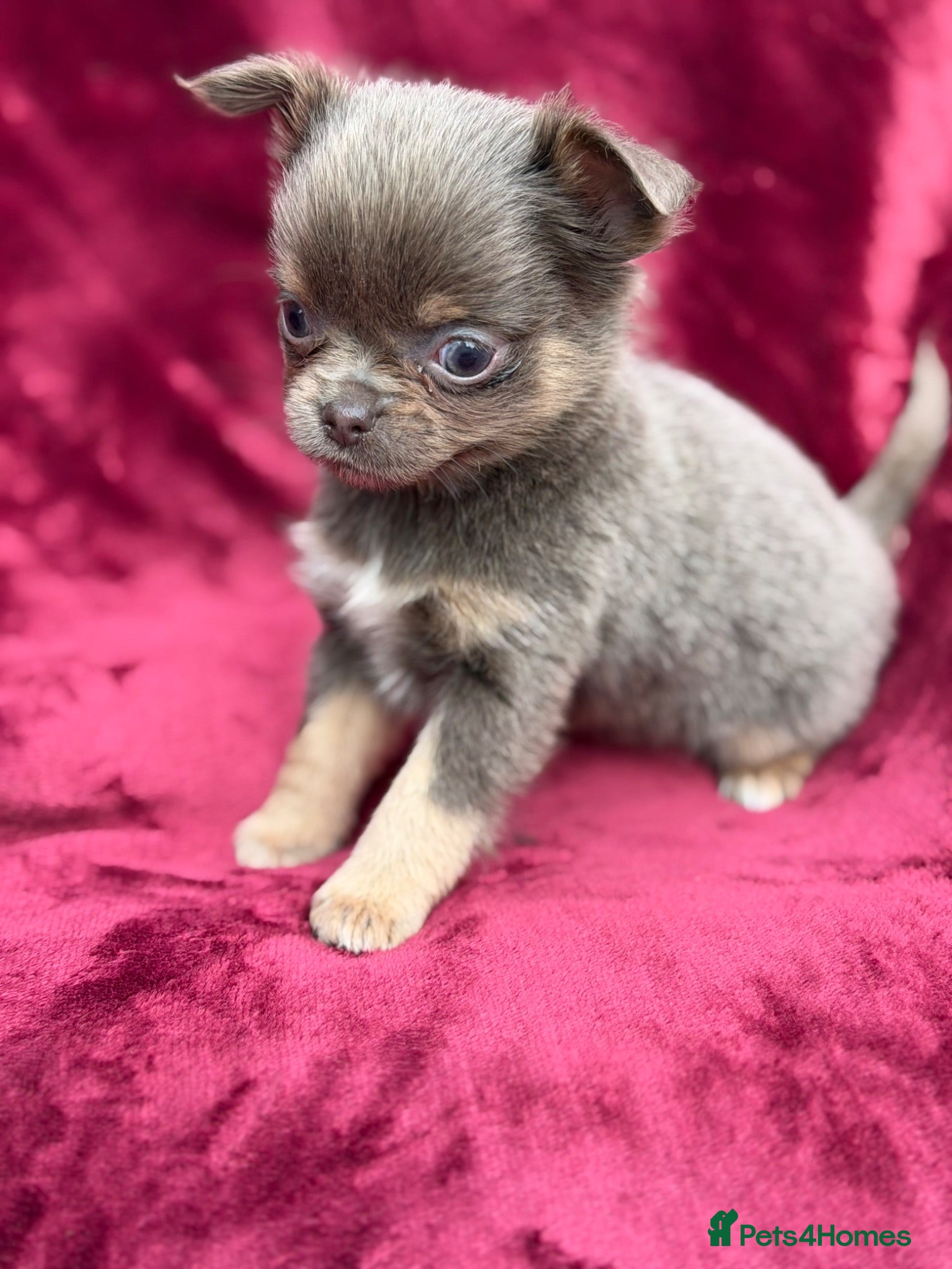 Chihuahua dogs Gorgeous KC reg, lilac long coat girl  - Advert 1