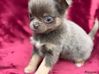 Chihuahua dogs Gorgeous KC reg, lilac long coat girl - Advert 17