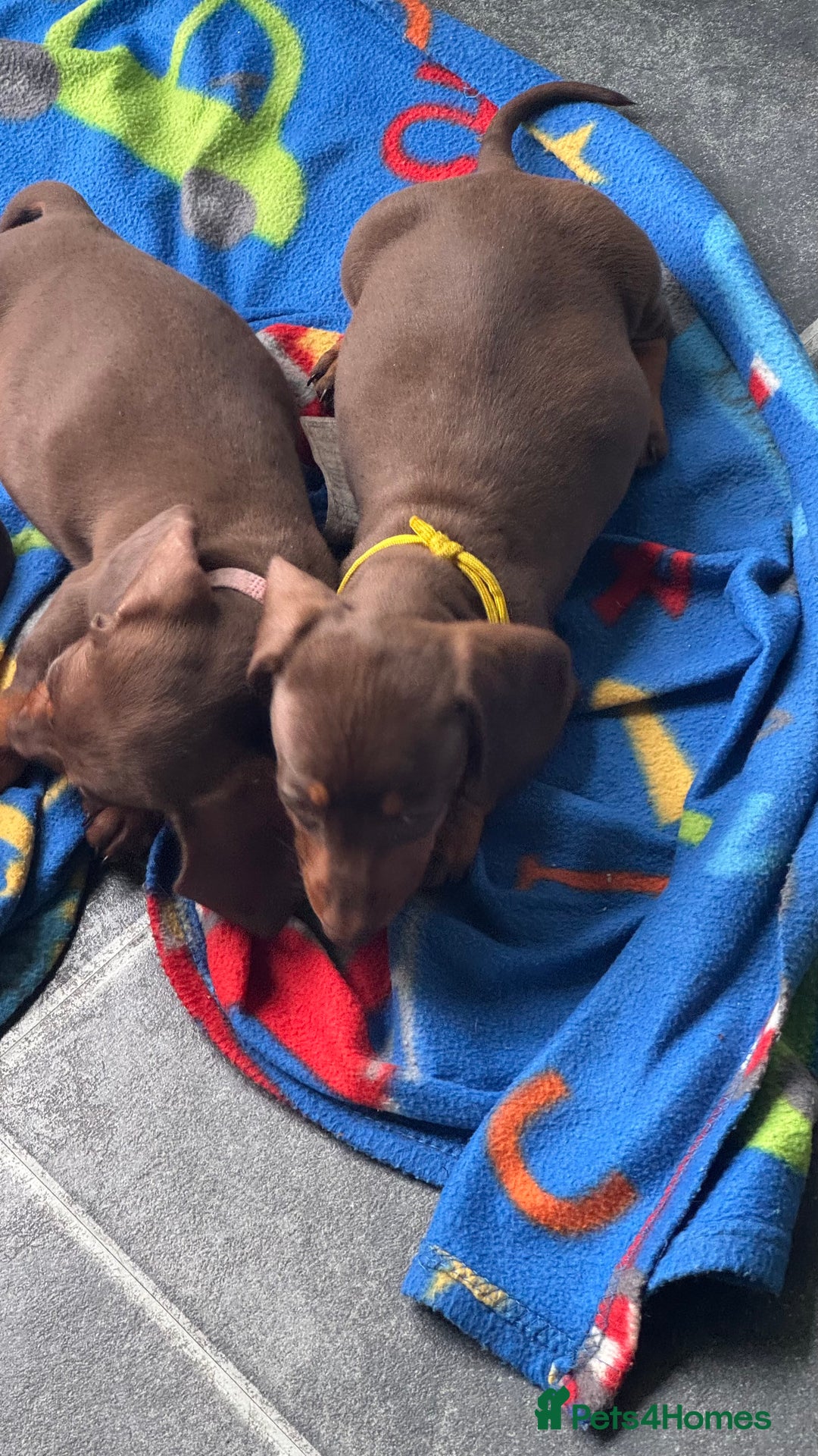Miniature Dachshund dogs for sale: Miniature Chocolate & Tan Dachshund Quick sale  - Image 13