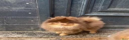 Pomeranian dogs for stud: Top Quality Chocolate & Tan stud boy 1.5kg - Advert 5