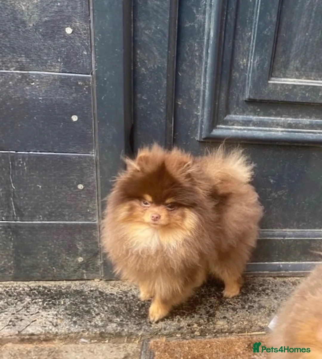 Pomeranian dogs for stud: Top Quality Chocolate & Tan stud boy 1.5kg - Advert 5