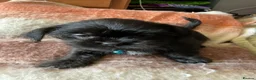 Malshi dogs for sale: 5 Beautiful Malshi Puppies - Maltese x Shih tzu in Chesterfield - Advert 9