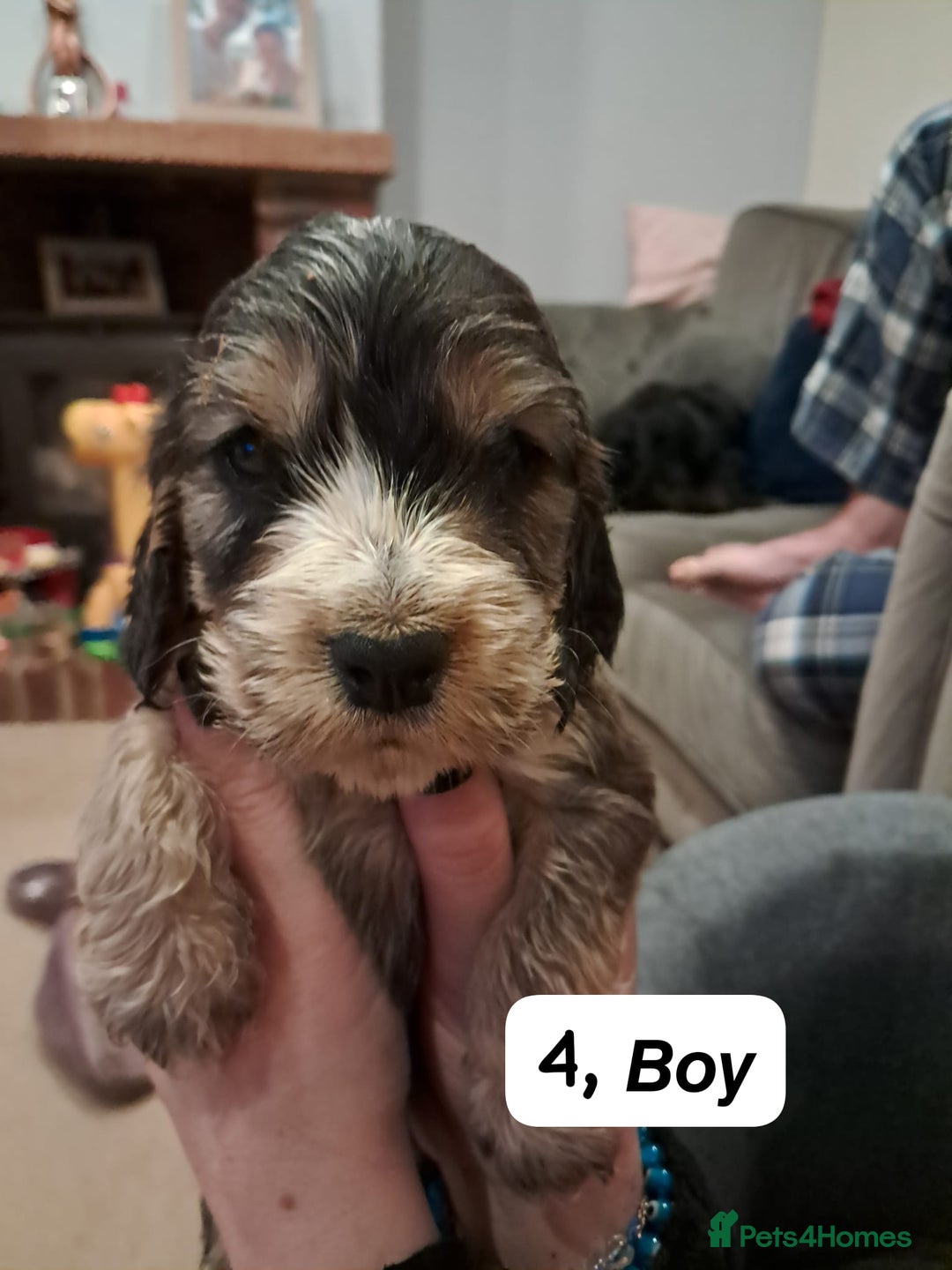 Cocker Spaniel dogs for sale: Show type Cocker spaniel puppies for sale - Image 5