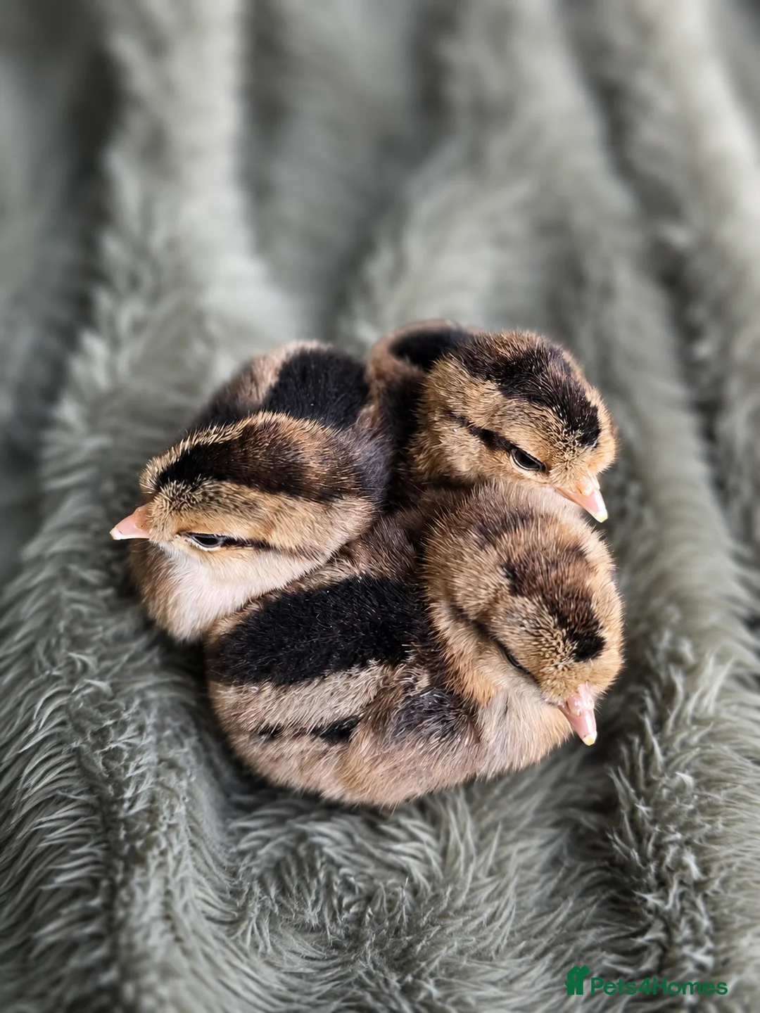 Chickens poultry for sale: Chicks (various breeds) - Advert 2