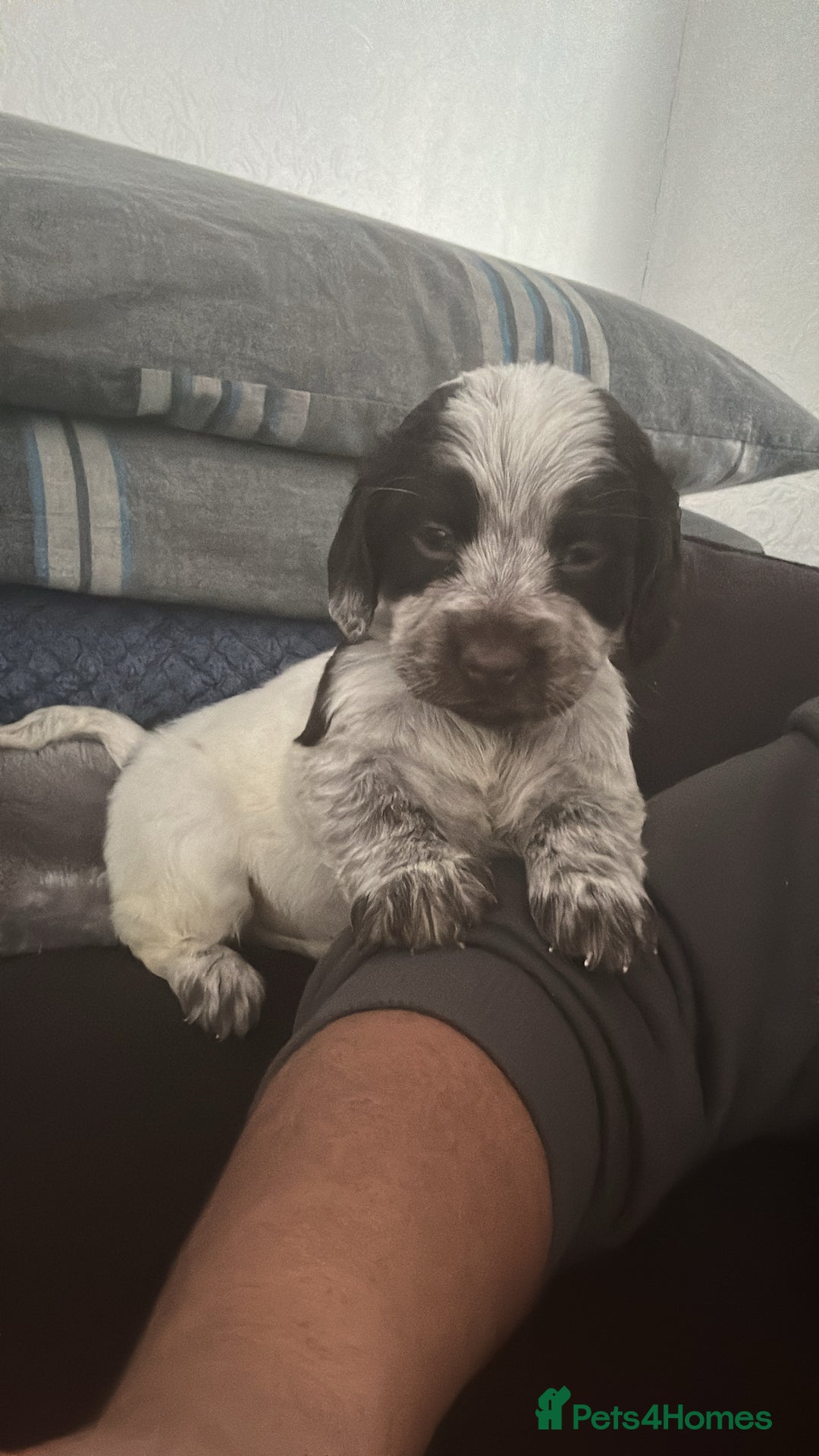 Cocker Spaniel dogs for sale: 🎀🎀2 girls left Adorable cocker spaniel puppies  - Advert 6