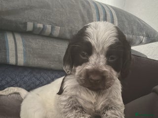 Cocker Spaniel dogs 🎀🎀2 girls left Adorable cocker spaniel puppies - Advert 10