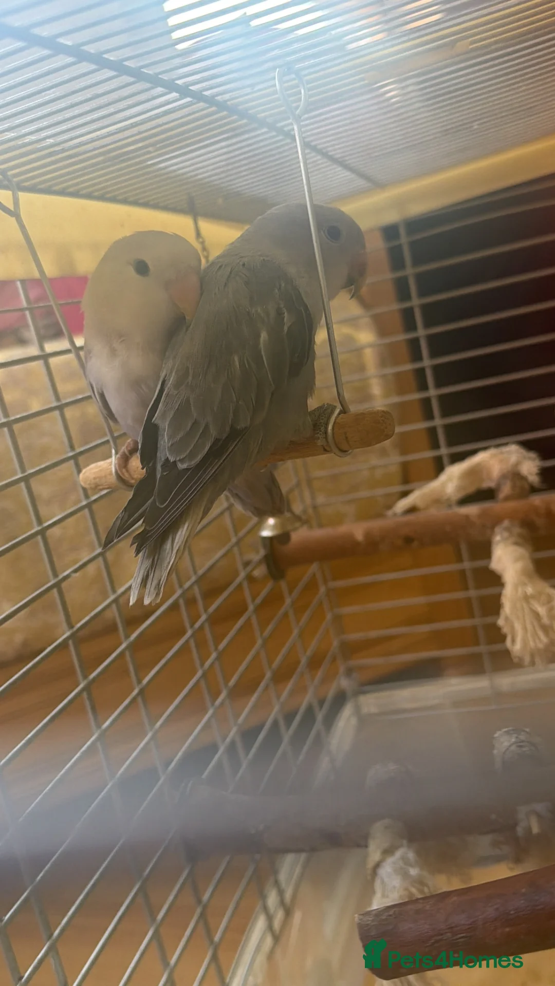 Lovebirds birds for sale: Bonded Peach‑faced Lovebirds – Rare Lilac & Grey - Advert 5