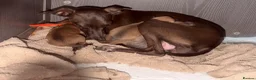 Italian Greyhound dogs for sale: Italian grey hounds  - Advert 5