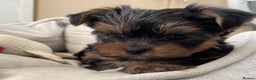 Yorkshire Terrier dogs for sale: Adorable Mini Yorkshire Terrier puppies - Advert 16