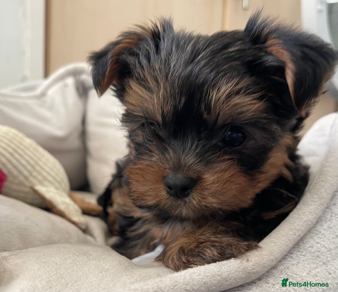 Yorkshire Terrier dogs for sale: Adorable Mini Yorkshire Terrier puppies - Advert 16