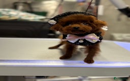 Toy Poodle dogs for sale: Asian teddy face toy poodles boys - Image 15