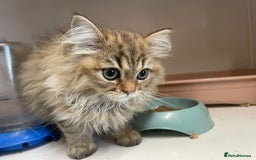 Persian cats for sale: 3 Persian Golden Chinchilla Kittens for Sale - Image 2