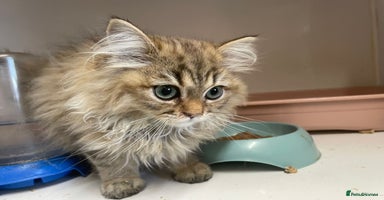 Persian cats - Advert 3
