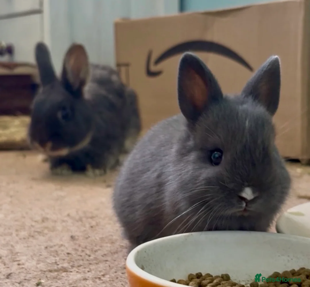 Netherland Dwarf rabbits for sale: 2 X Netherland Dwarfs bunnies - Advert 1