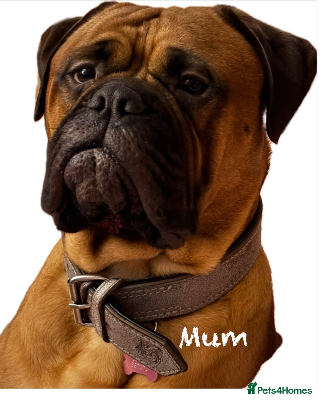 Bullmastiff dogs for sale: Beautiful litter of KC Reg bullmastiff puppies - Advert 6