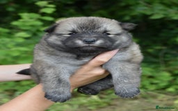 Chow Chow dogs for sale: Genuine Teddy Bear Chowski Puppies - Image 9
