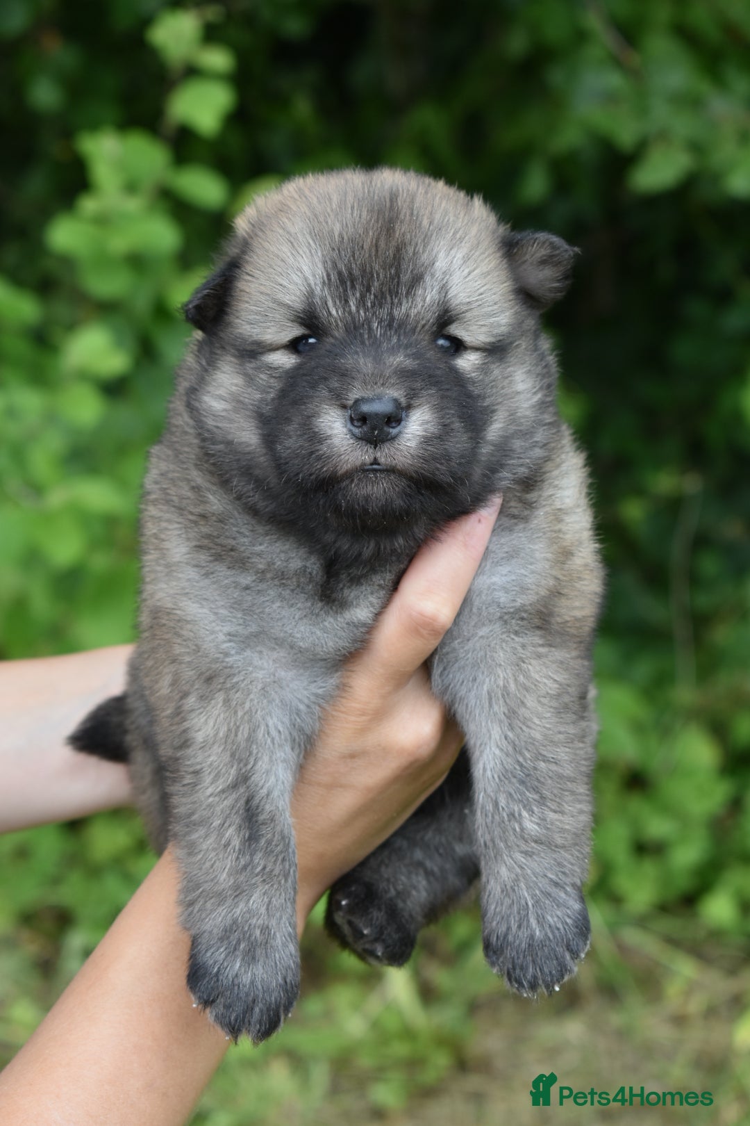 Chow Chow dogs for sale: Genuine Teddy Bear Chowski Puppies - Image 9
