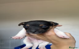 Jack Russell dogs for sale: Jack russell pups - Image 2