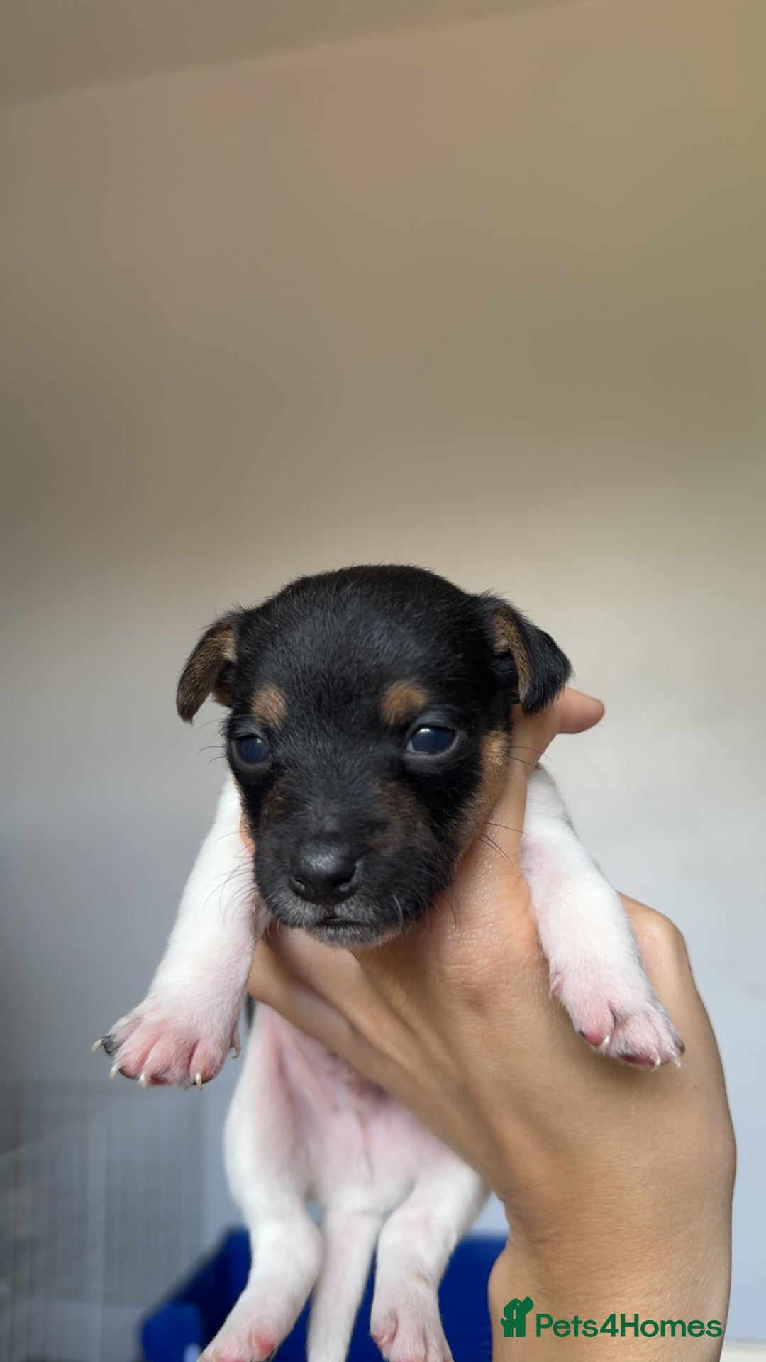 Jack Russell dogs for sale: Jack russell pups - Image 2