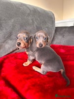 Miniature Dachshund dogs Beautiful smooth hair miniature dachshund - Advert 3
