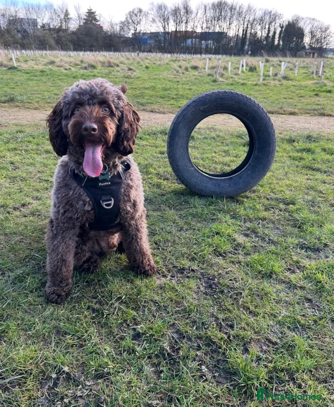 Cockapoo dogs for sale: 4 year old male cockapoo for adoption ❤️ - Advert 1