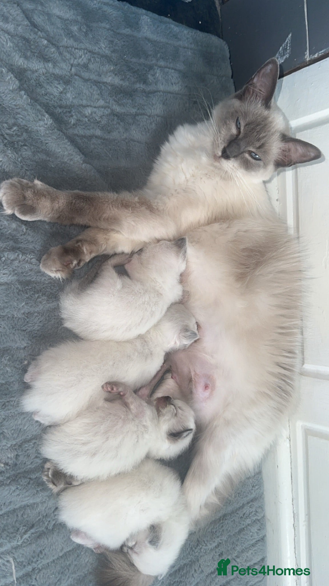 Ragdoll cats Last male ragdoll  - Advert 2