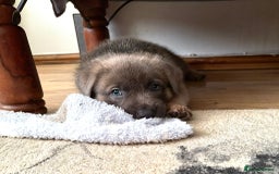 Mixed Breed dogs for sale: Beautiful German Shepherd cross puppies  - Advert 9