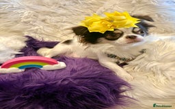 Chihuahua dogs for sale: CHIHUAHUA PUPPIES 🩵🩵 - Image 9