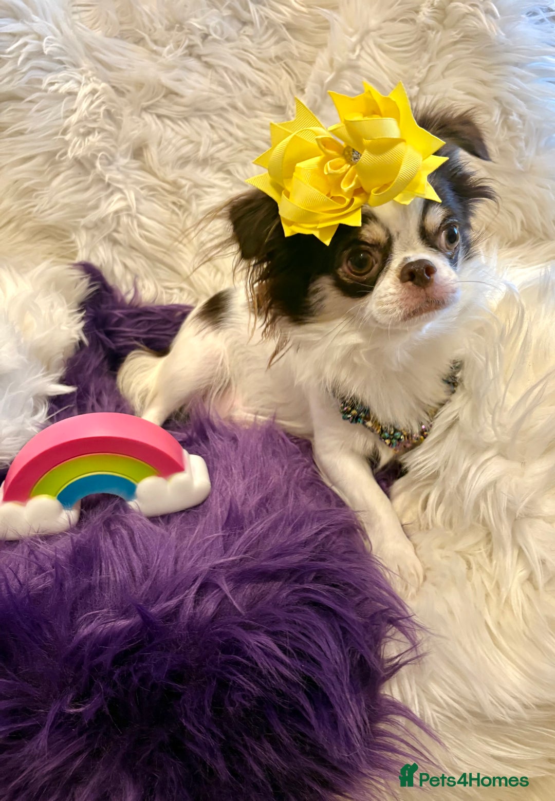 Chihuahua dogs for sale: CHIHUAHUA PUPPIES 🩵🩵 - Image 9
