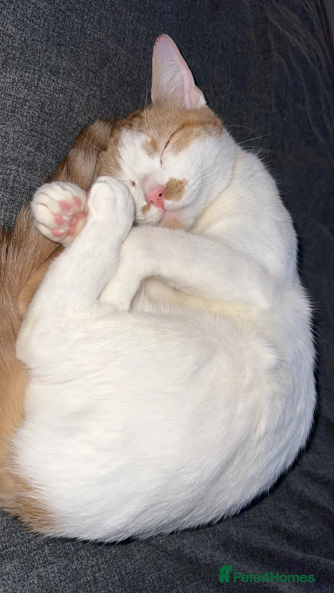 Domestic Shorthair cats for sale: 3 Kittens available  - Advert 7