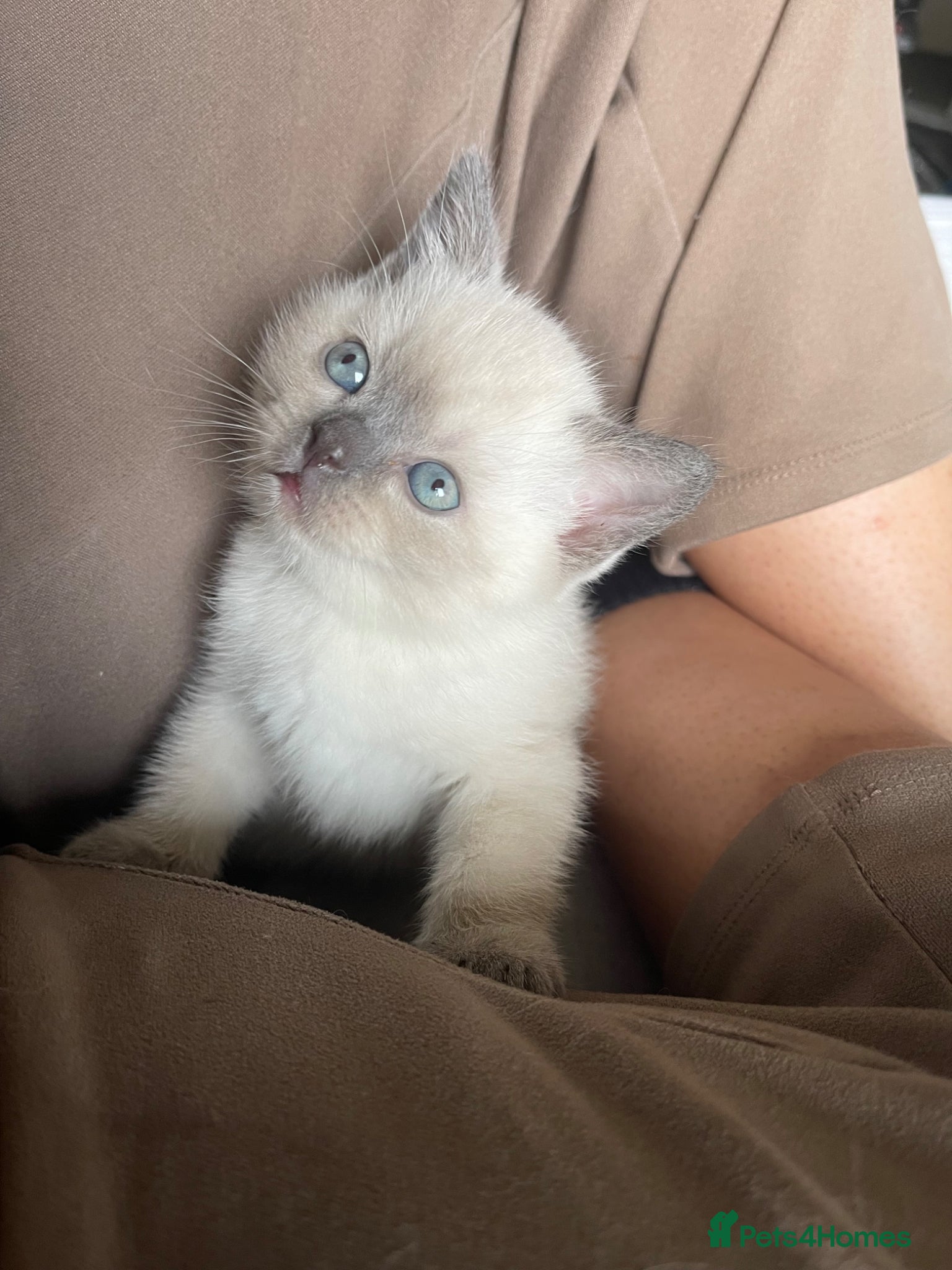 British Shorthair cats GCCF BSH Blue Colourpoint Kittens Rare - Advert 2