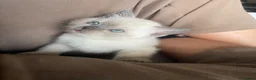 British Shorthair cats for sale: 💙 GCCF Blue Colourpoint BSH Kittens - Advert 6