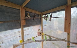 Budgerigars birds for sale: Silly hand tamed baby budgies for sale  - Advert 12