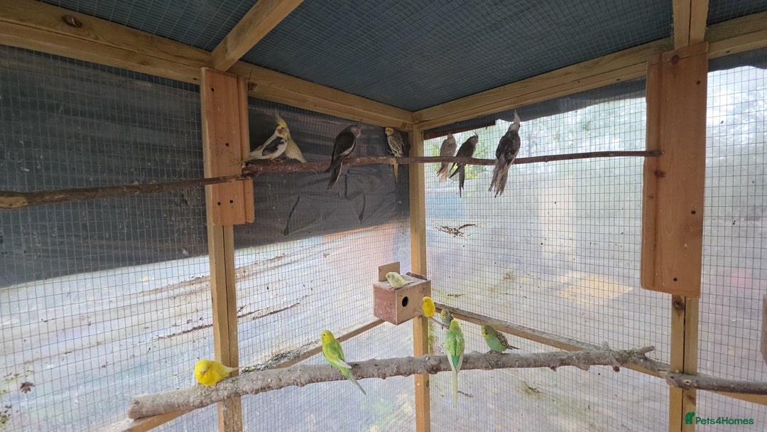 Budgerigars birds for sale: Silly hand tamed baby budgies for sale  - Advert 12