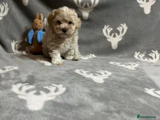 Maltipoo dogs 🤩1 stunning f1 Maltipoo 🤩 - Advert 1