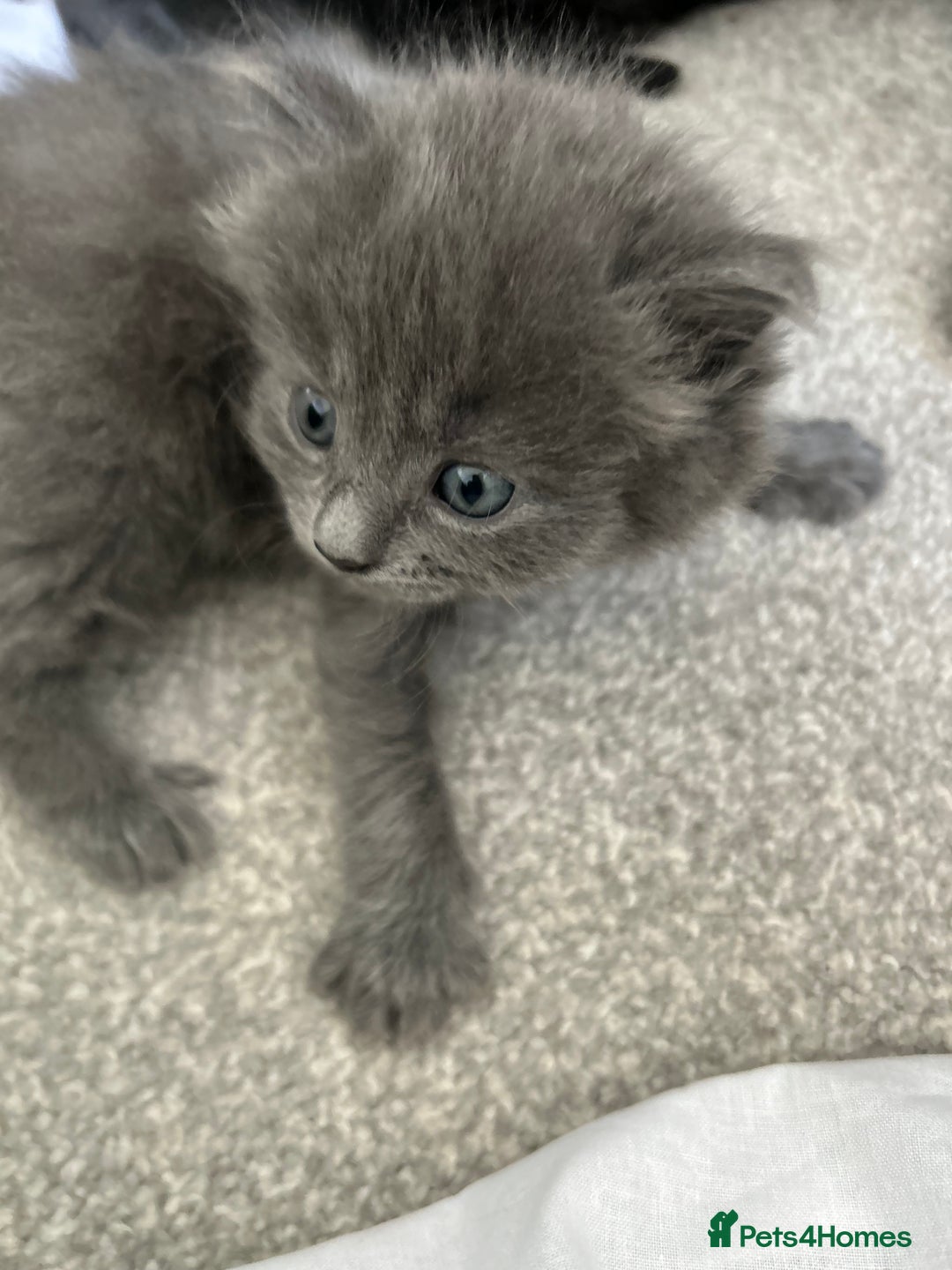 Russian Blue cats for sale: Russian blue kittens cross - Image 13