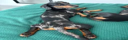 Dachshund dogs for sale: Mica need a new home! - Advert 4