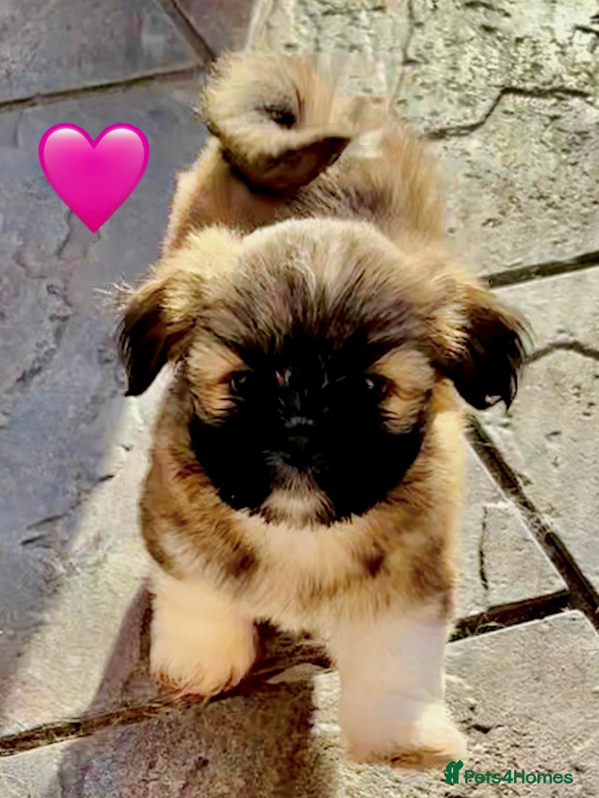 Lhasa Apso dogs Seven Beautiful RKC reg. Pups GPRA Clear in Wisbech - Advert 1